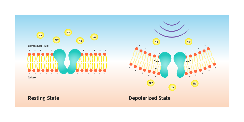 Resting and Depolarised State